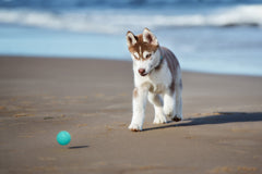 Snug rubber dog ball outdoor-friendly for pool and pond play.