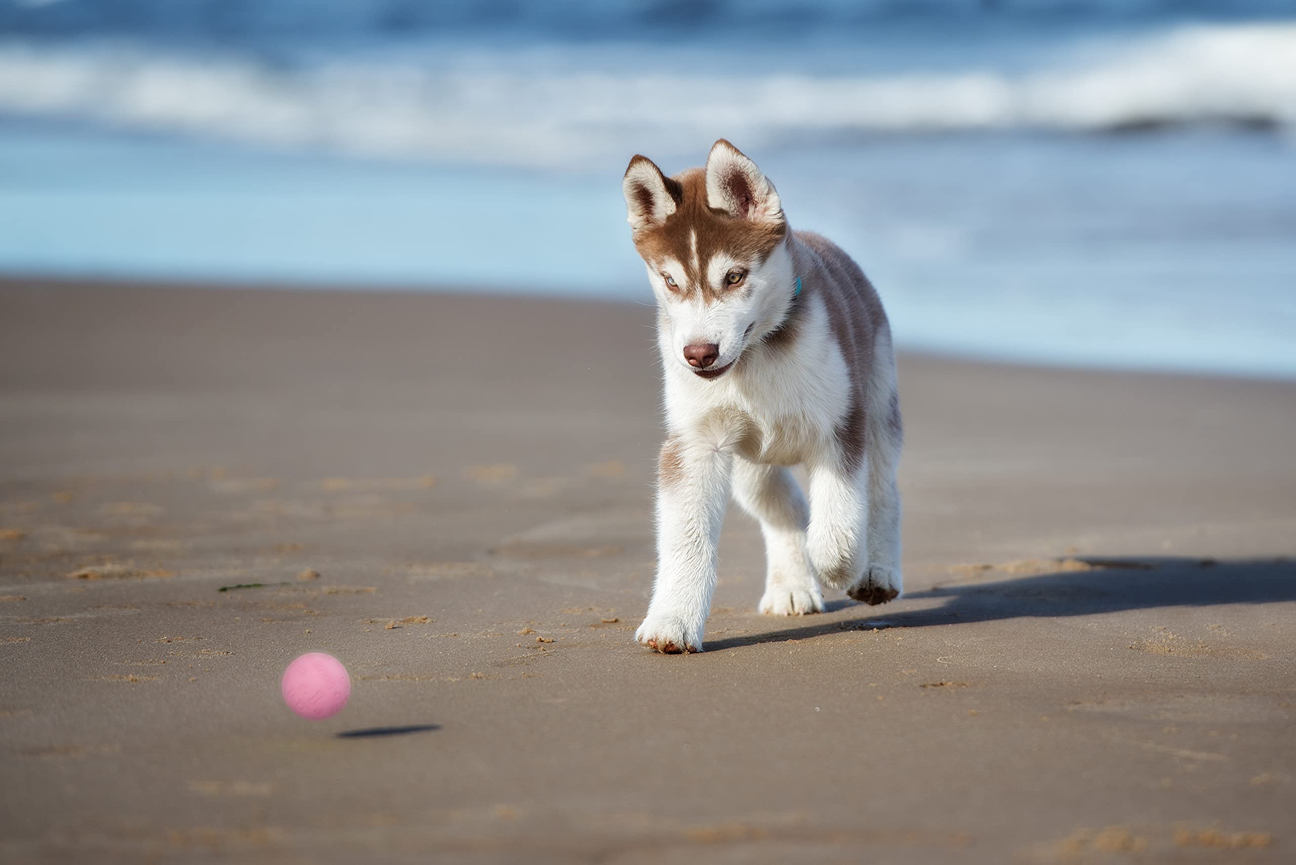 Snug rubber dog balls pink pool-friendly for water play
