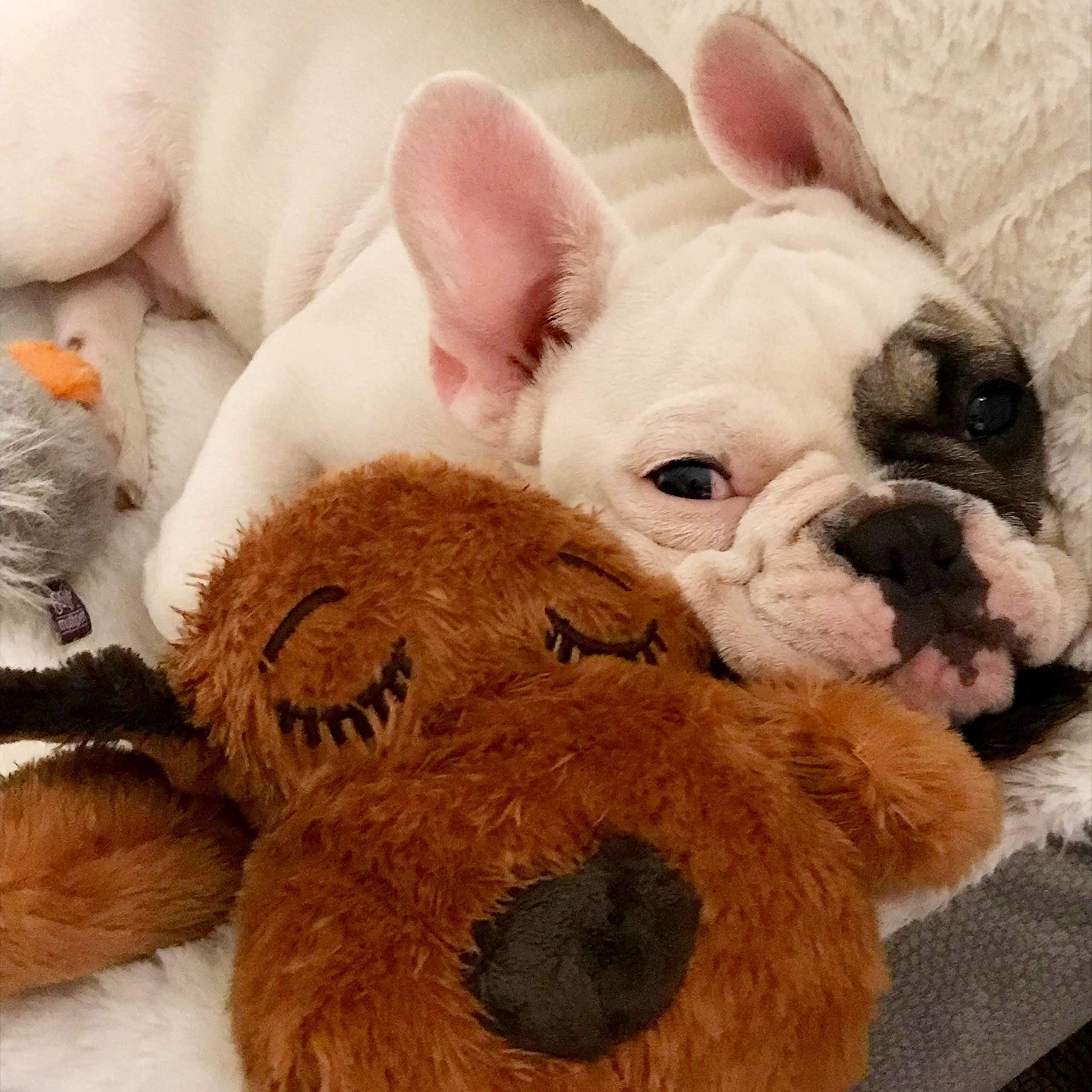 Snuggle Puppy bedtime routine shot highlights improved sleep support with calming toy.