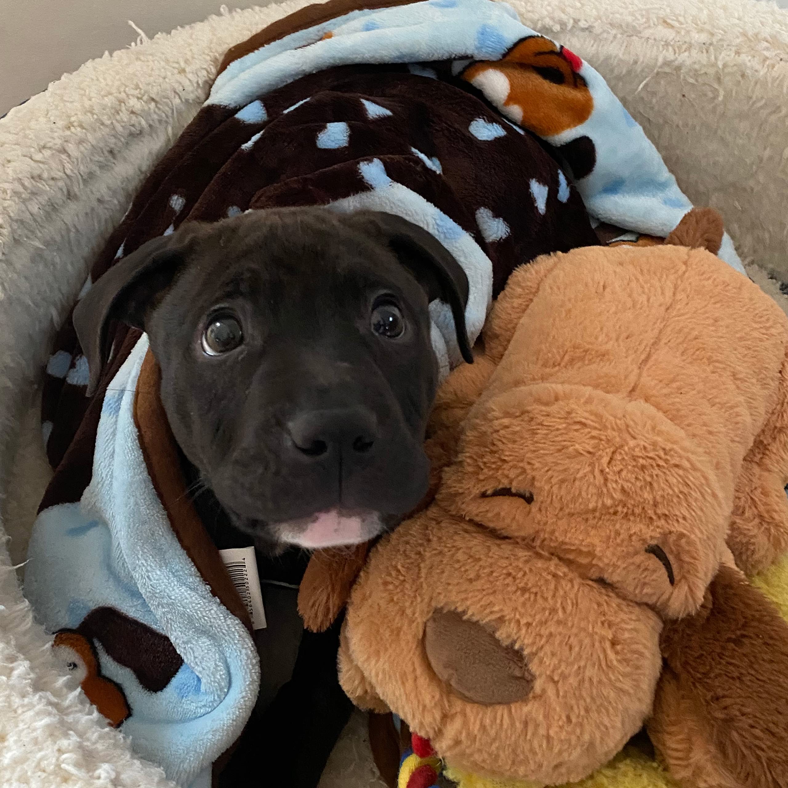 Snuggle Puppy blanket couch-cover blue protects furniture while dogs nap.