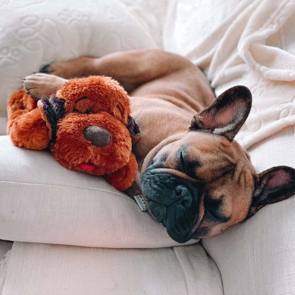Snuggle Puppy dog crate-training sleep shot highlights calm evenings with toy.