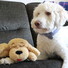 Snuggle Puppy safe hypoallergenic materials image highlights pet-friendly, easy-care design.