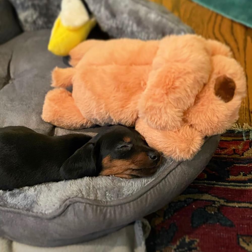 Snuggle Puppy small-breed puppy-snuggling scene demonstrates comforting aid for evenings