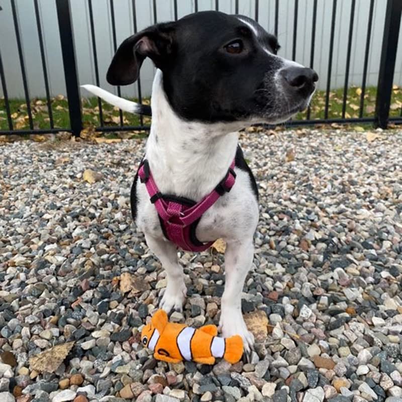 Snuggle Puppy Tender-Tuffs orange clownfish toy in hand demonstrates ideal tug-and-chew sessions.