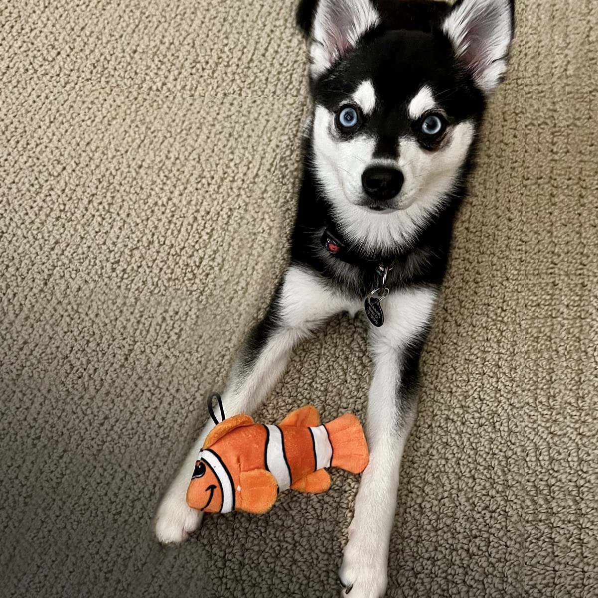 Snuggle Puppy Tender-Tuffs orange clownfish toy squeaker closeup invites engaging, lasting play.