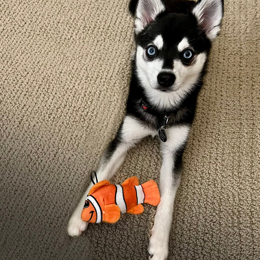 Snuggle Puppy Tender-Tuffs orange clownfish toy squeaker closeup invites engaging, lasting play.
