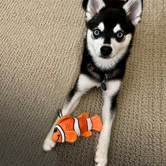 Snuggle Puppy Tender-Tuffs orange clownfish toy squeaker closeup invites engaging, lasting play.