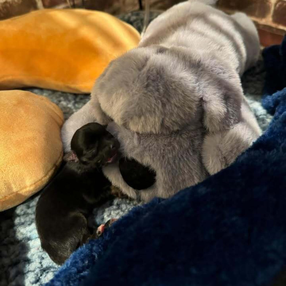 Snuggle Puppy washable small-breed toy for easy cleaning and long-lasting use