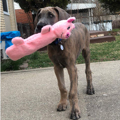 SnugglePuppy Tender Tuffs puncture-squeaker stays durable for long lasting engagement