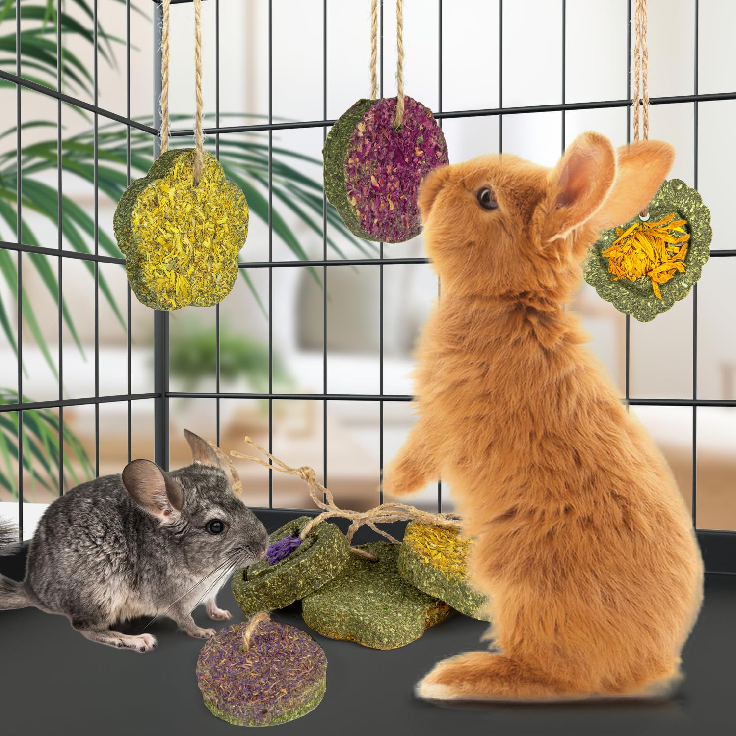 Sofier timothy treats calendula flavor designed for safe chewing sessions.