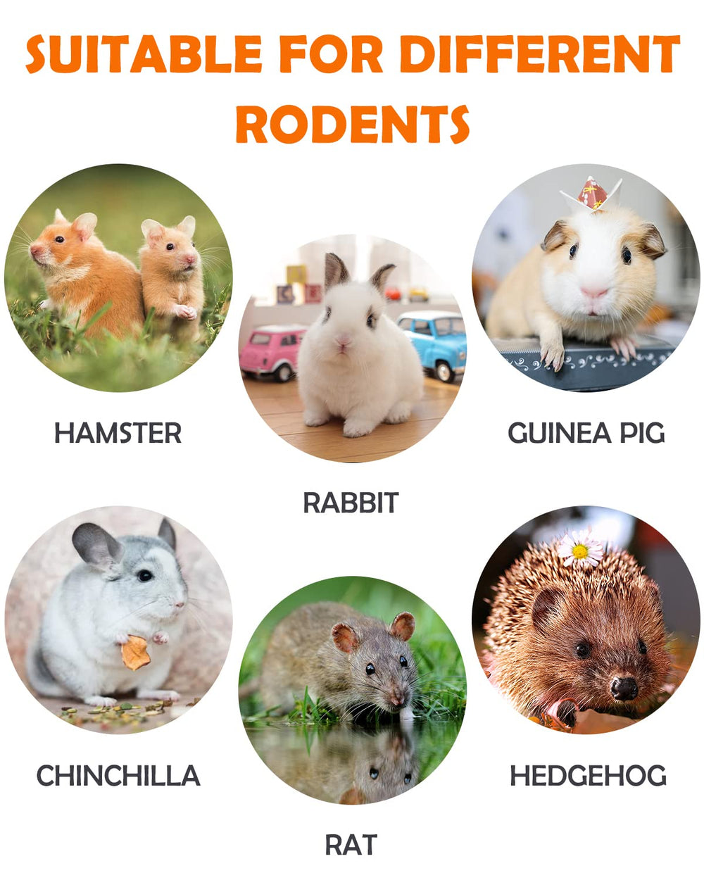 Sofier Double-baked Timothy Cakes close-up for molar care.