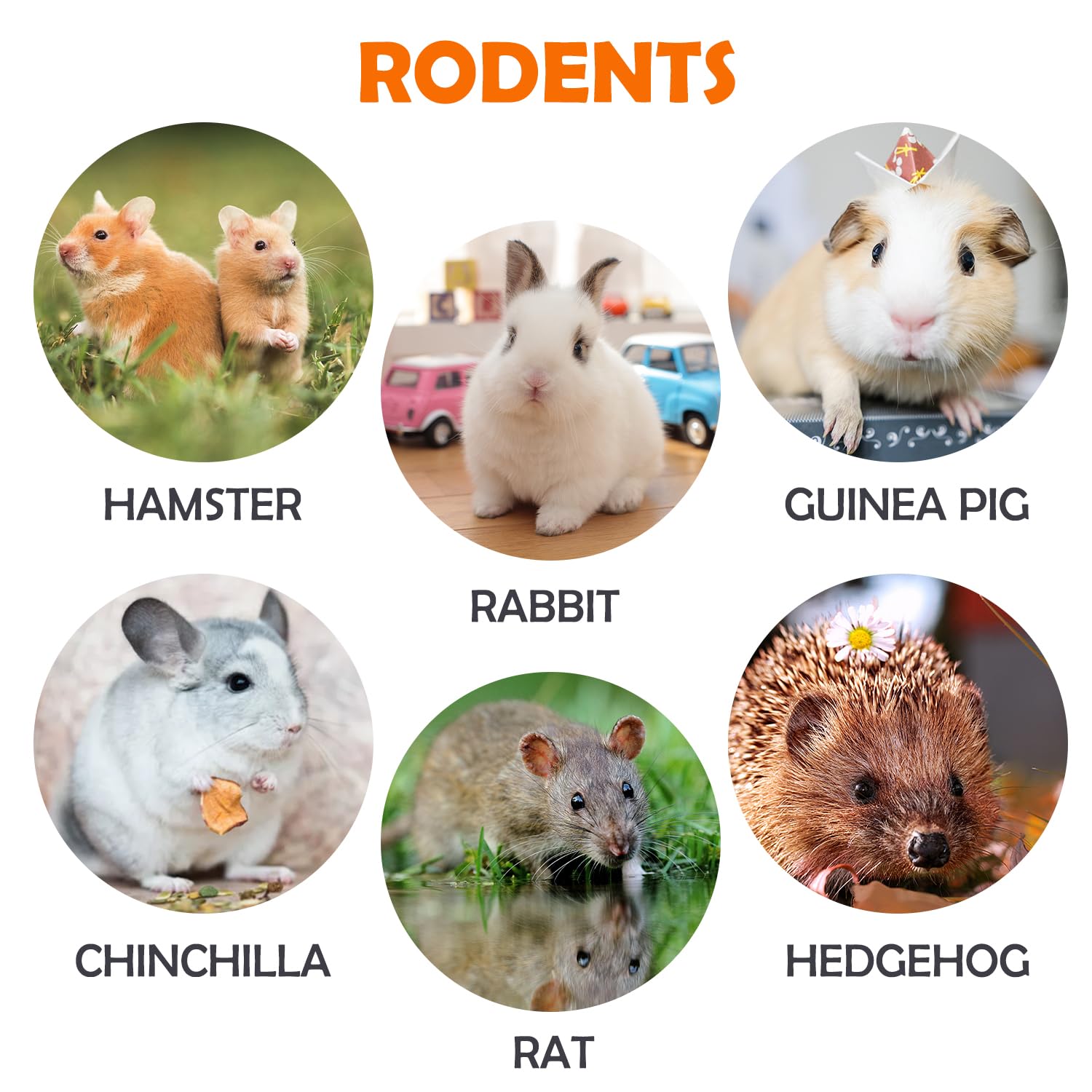 Sofier small animal toy set enjoyed by guinea pigs and rabbits during playtime