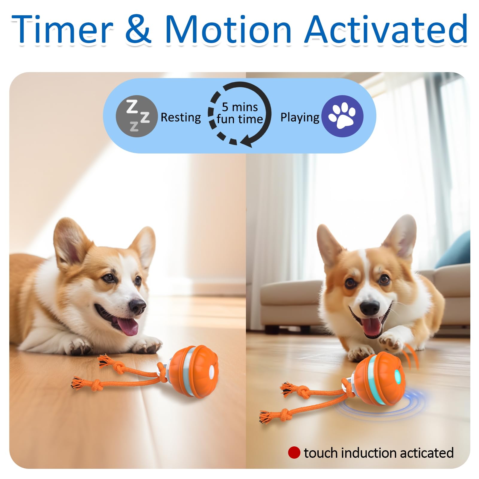 Sofolor interactive dog ball in action showing automated rolling during play.