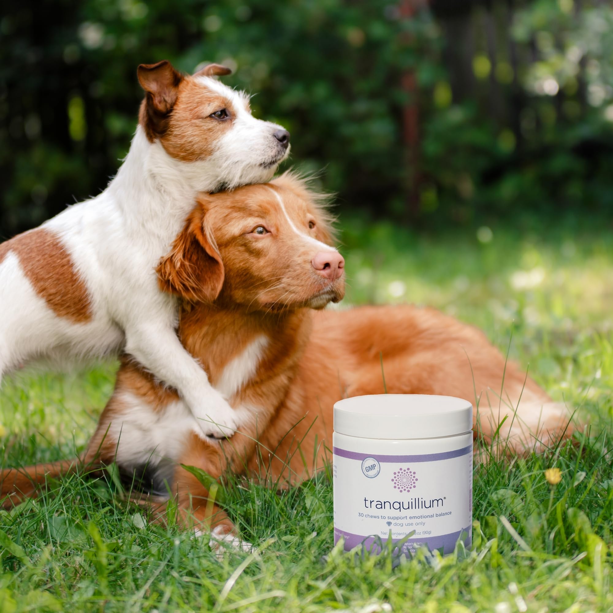 Soft-textured Tranquillium chews demonstrated for convenient dosing