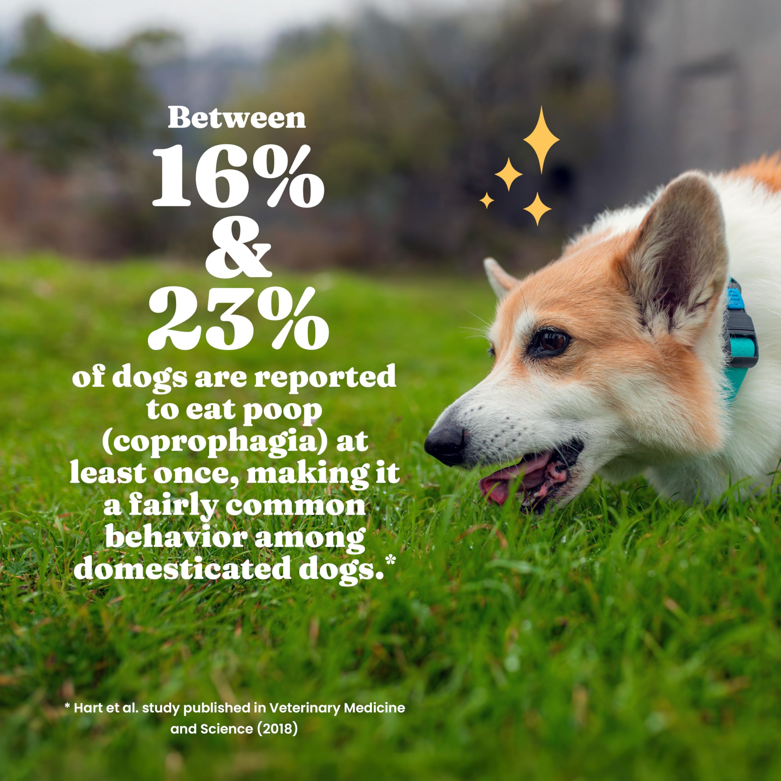 Solid Gold No Poo Chews yucca image suggests stool odor reduction for cleaner outings.