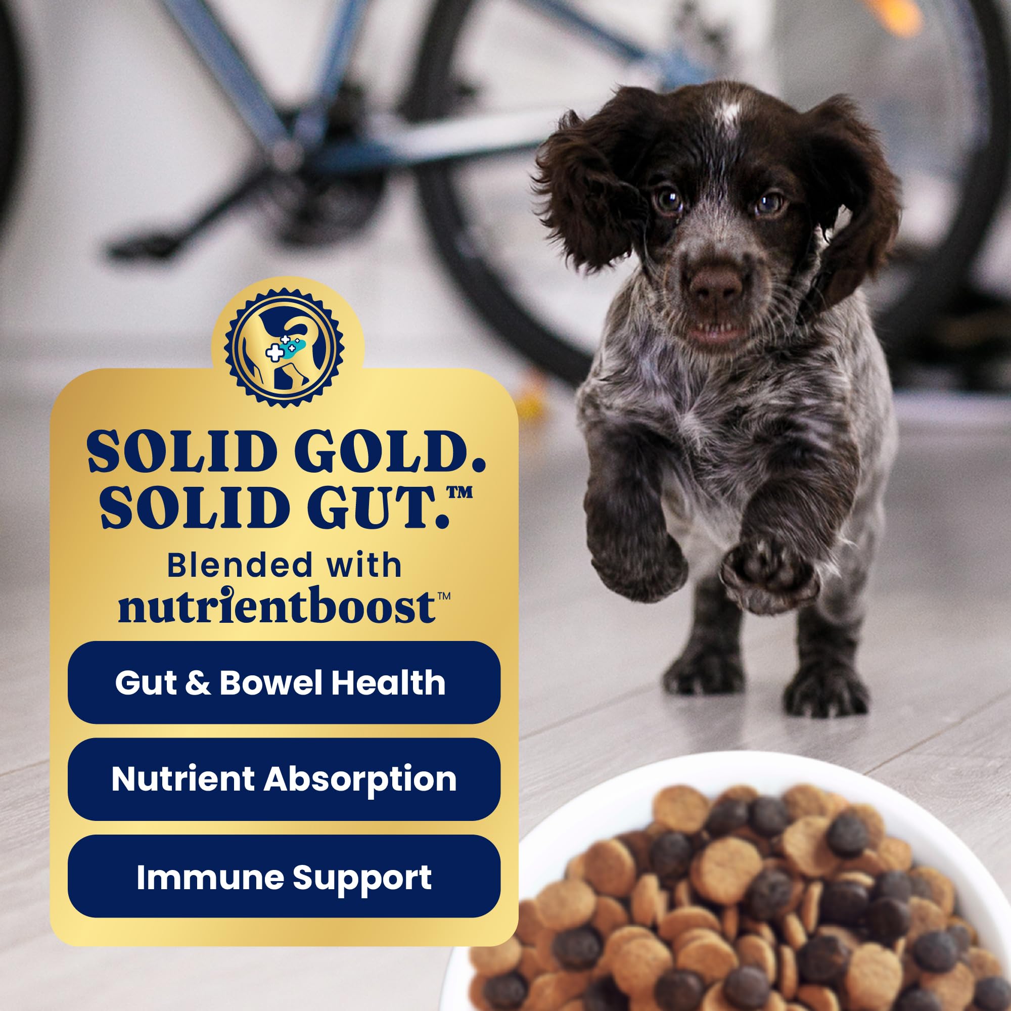 Solid Gold probiotics pumpkin visual suggests gut health and immune wellness for puppies.