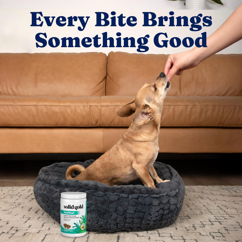 Solid Gold SeaMeal immune-boost chew highlights kelp minerals
