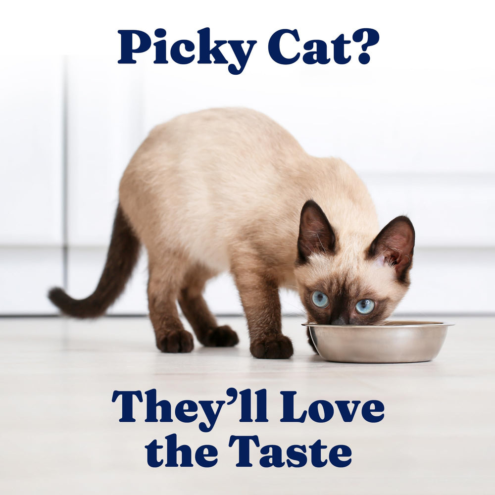 Solid Gold Tropical Blendz salmon pate cat-eating scene highlights palatable flavor appeal.