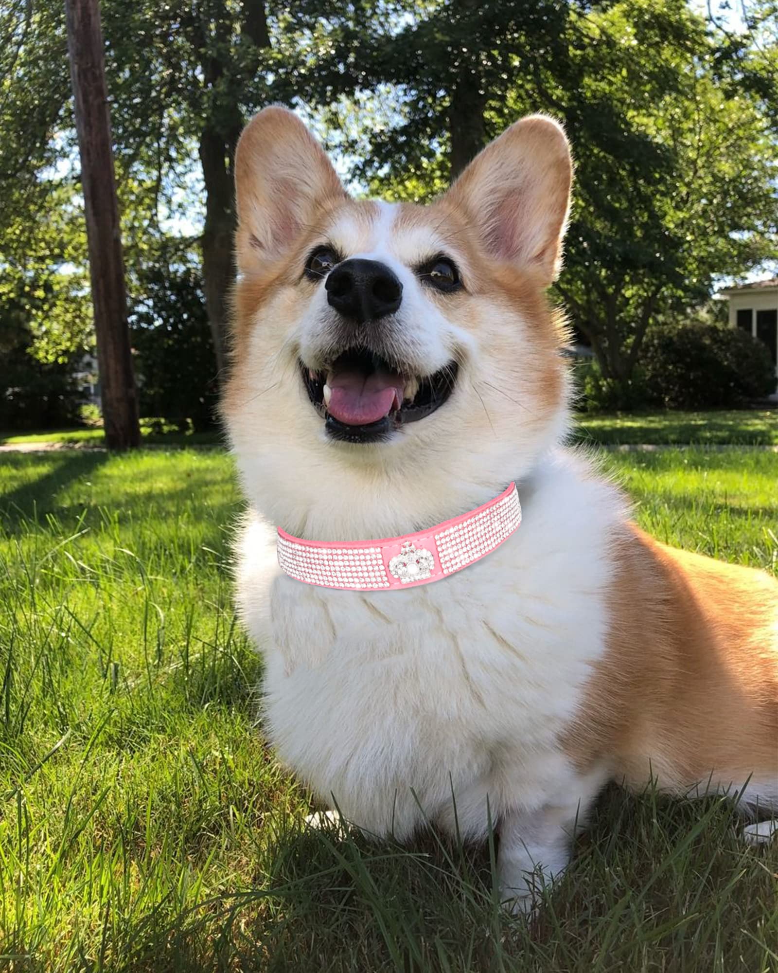 SOLMOONY 5-eyelets adjustable dog collar pink tailors fit.