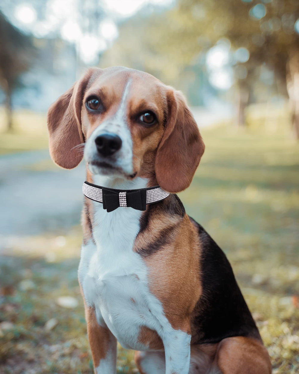 SOLMOONY Bling dog collar purple on dog showcasing crown rhinestones for standout style