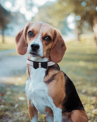 SOLMOONY Bling dog collar purple on dog showcasing crown rhinestones for standout style