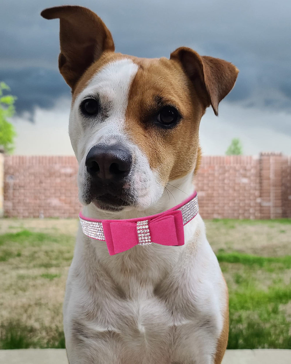 SOLMOONY Bling dog collar rose red view of eyelets for secure fit