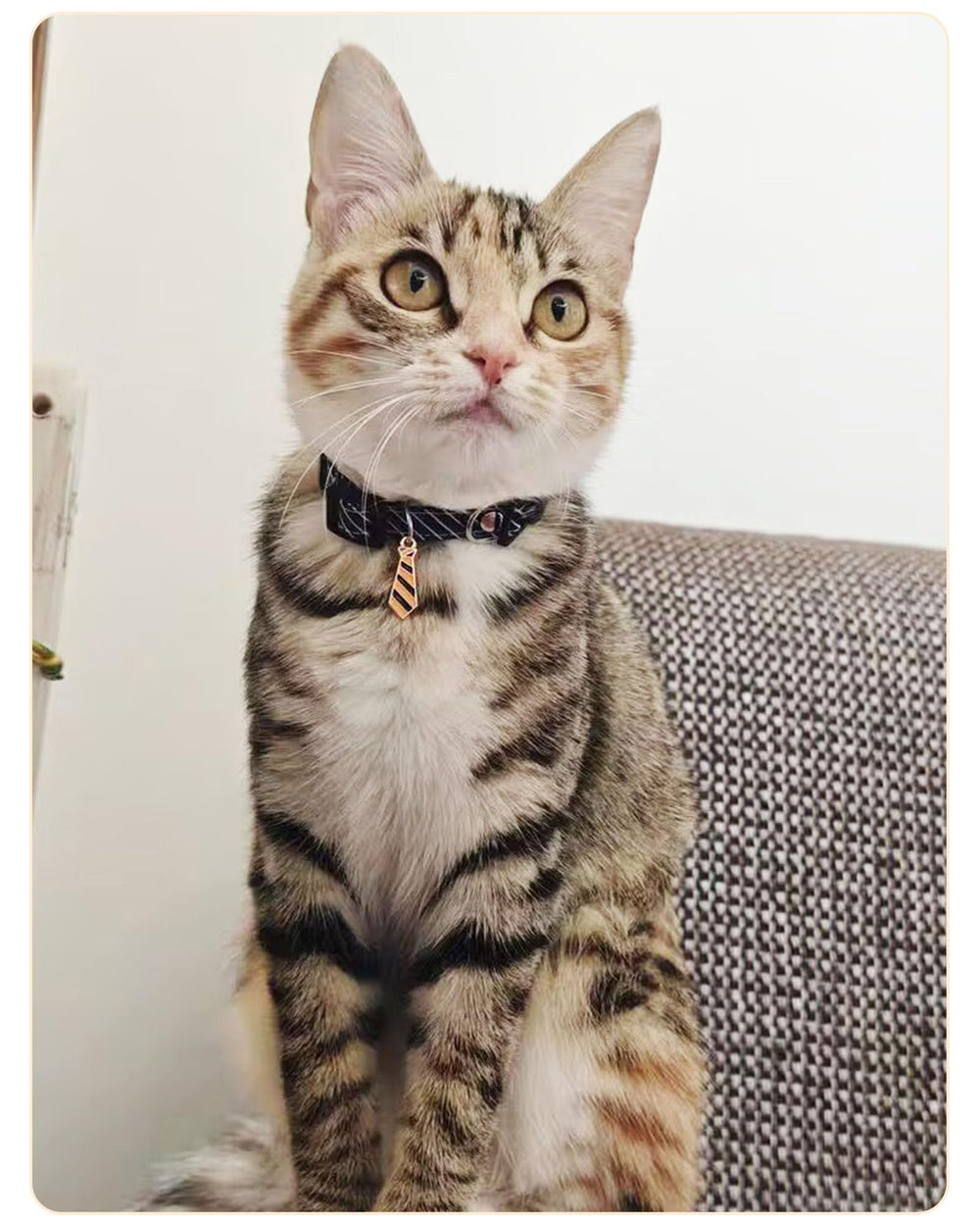 Solmoony breakaway buckle collar enhances safety during play and exploration.