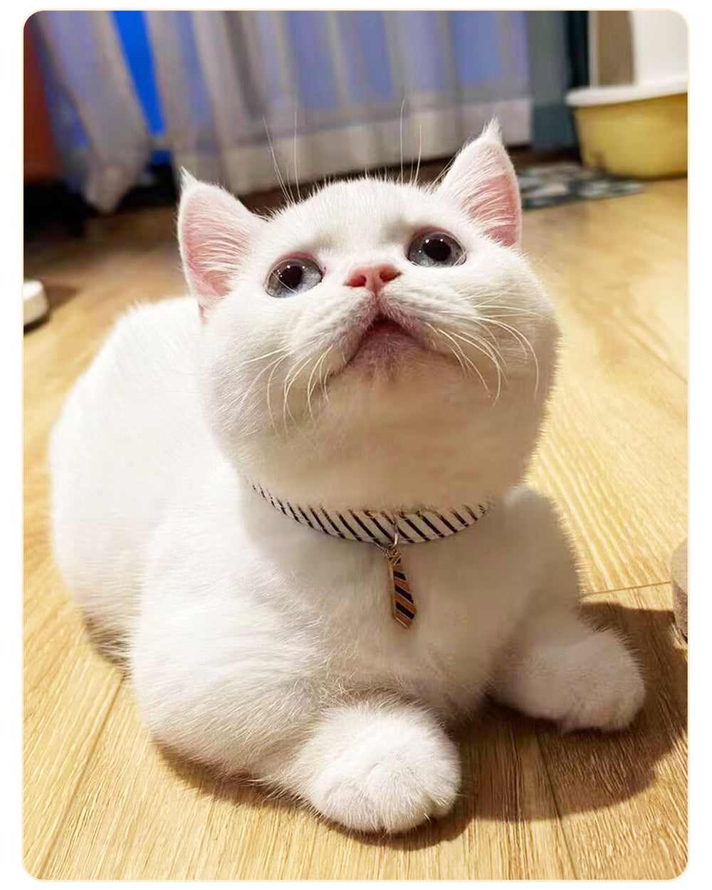 Solmoony three-pack packaging showcases three color options for versatile outfits.