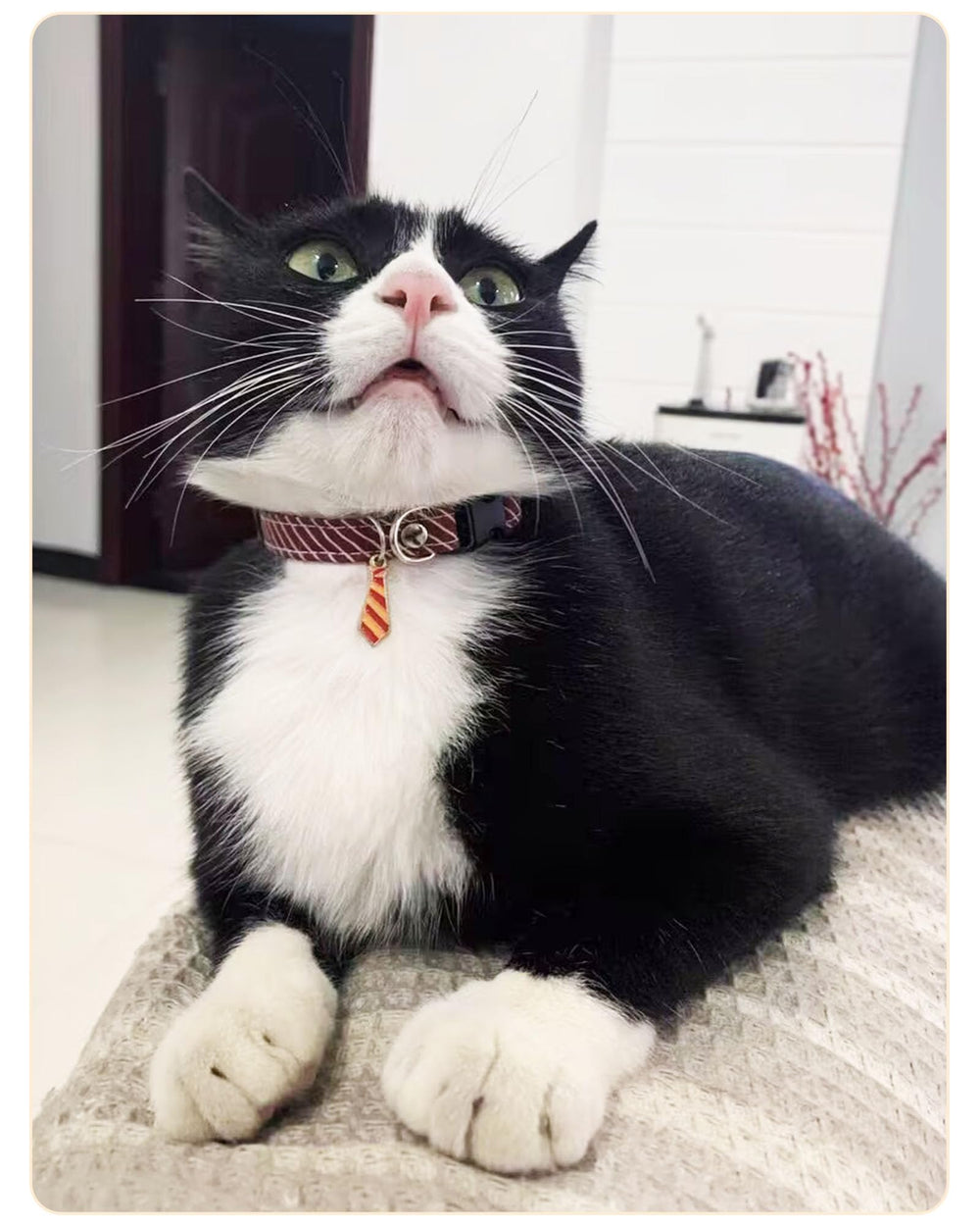 Solmoony cat collar ready for weddings or portraits, boosting cute photo moments.