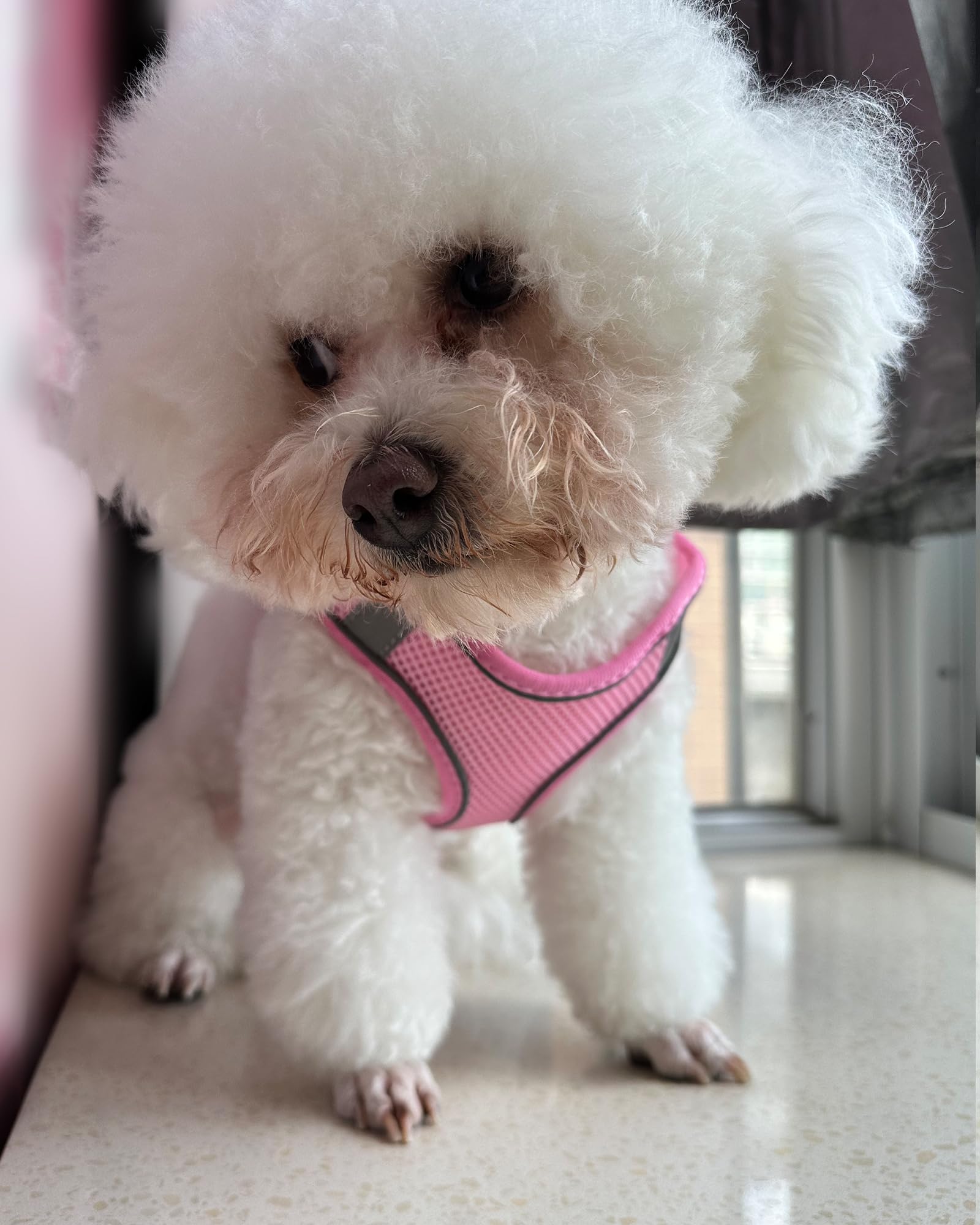 SOLMOONY dog harness pink XS demonstrates secure velcro that resists pet hair cling.