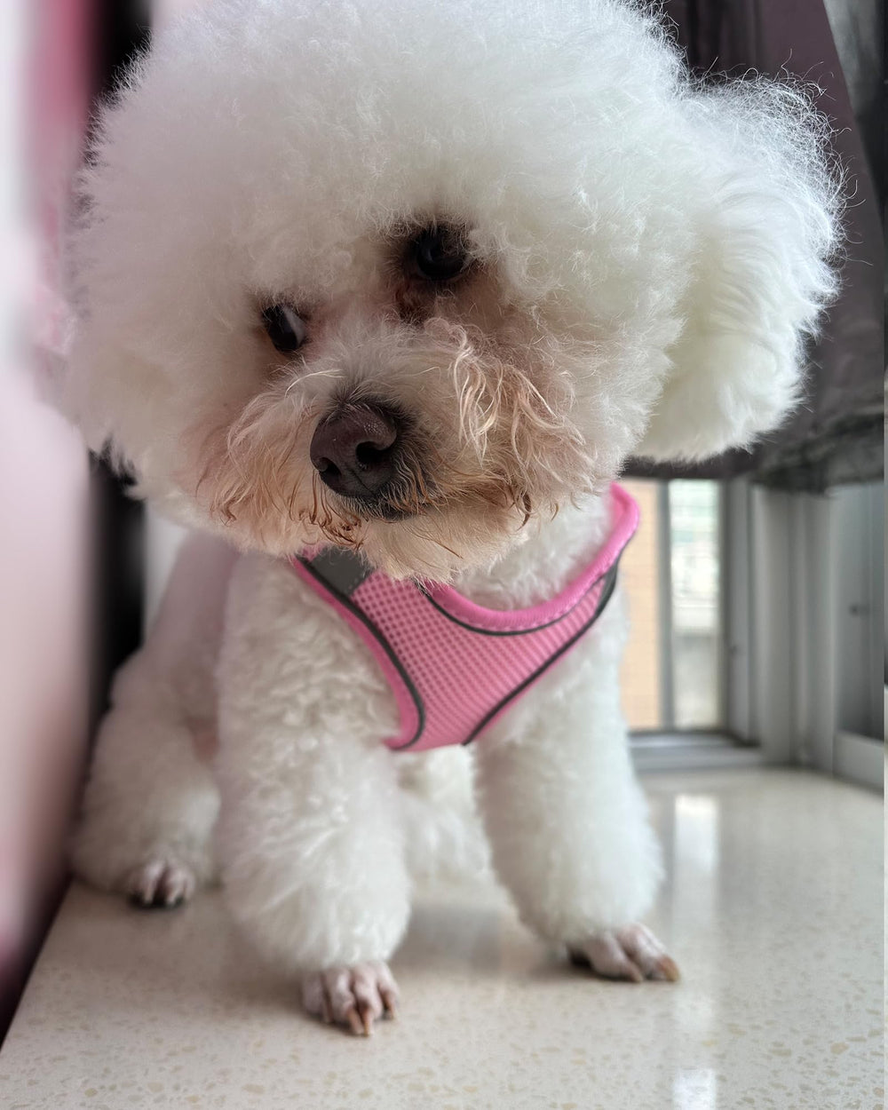 SOLMOONY dog harness pink XS demonstrates secure velcro that resists pet hair cling.