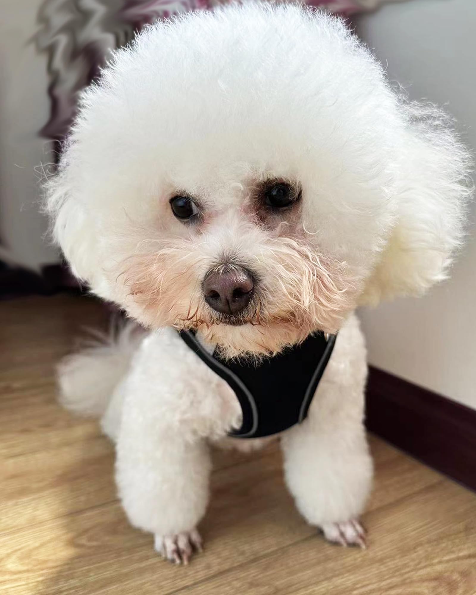 Close-up of SOLMOONY no-pull harness Velcro close-up showing hair-friendly fastening.