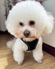 Close-up of SOLMOONY no-pull harness Velcro close-up showing hair-friendly fastening.