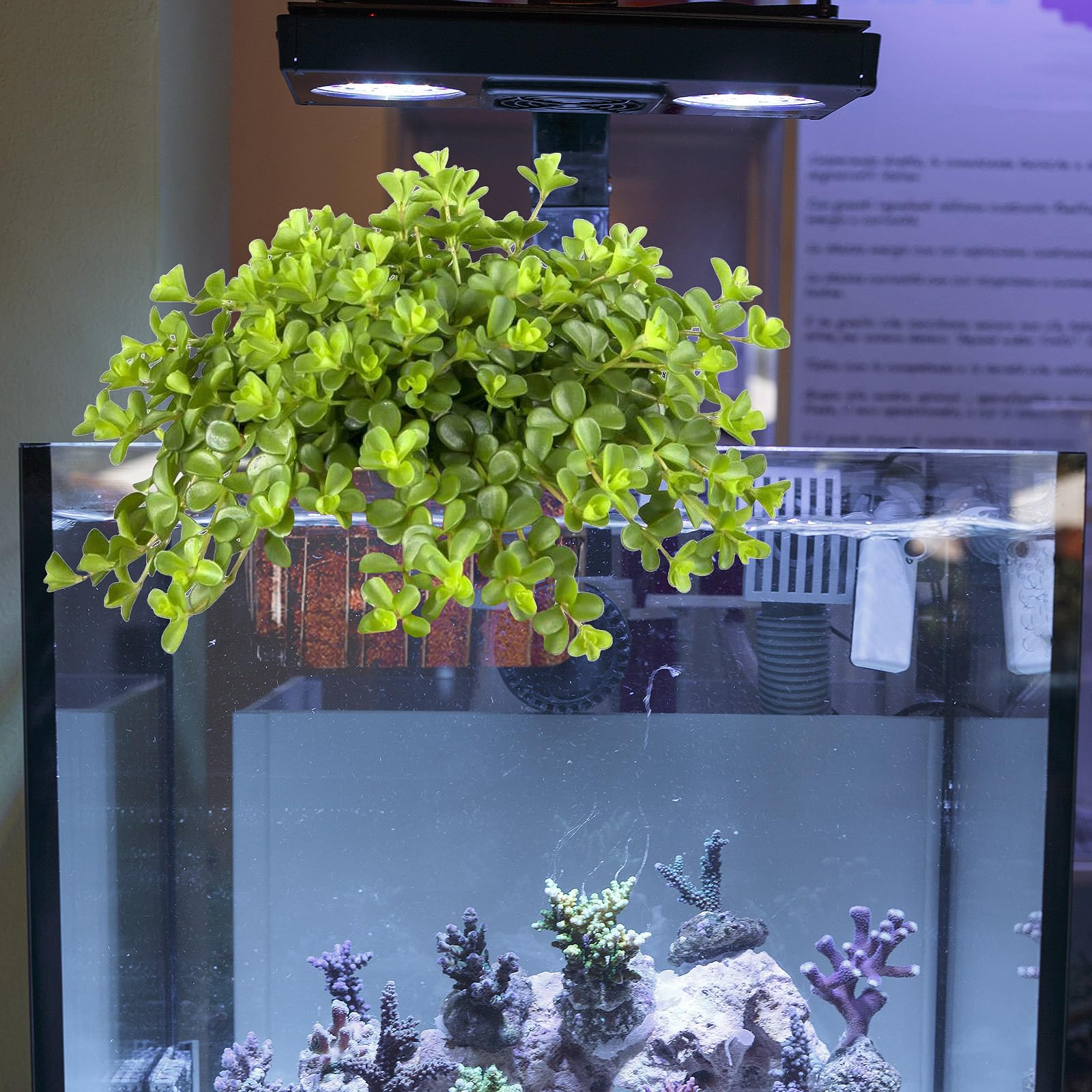 SONGFANGXI 3x2x3-1-inch dimensions fit various aquatic plants with easy insertion.