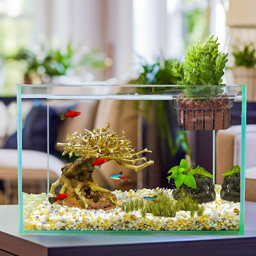 SONGFANGXI clear plant holder supports ferns, bamboo, lotus and water poppies with style.