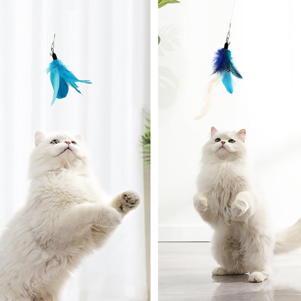 Songway play-session demonstrates interactive bonding and exercise with your cat.
