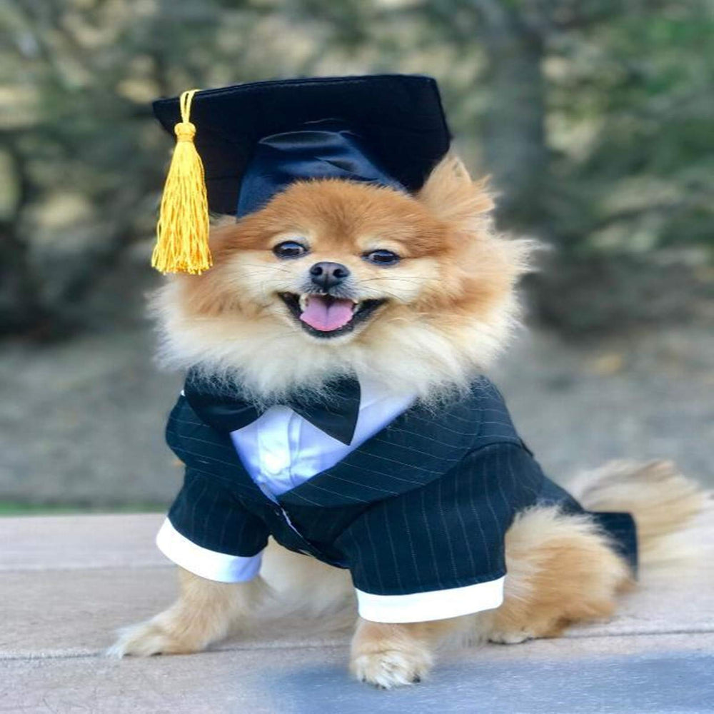 Soochat pet graduation cap with yellow tassel on a cat for cute celebration photos.