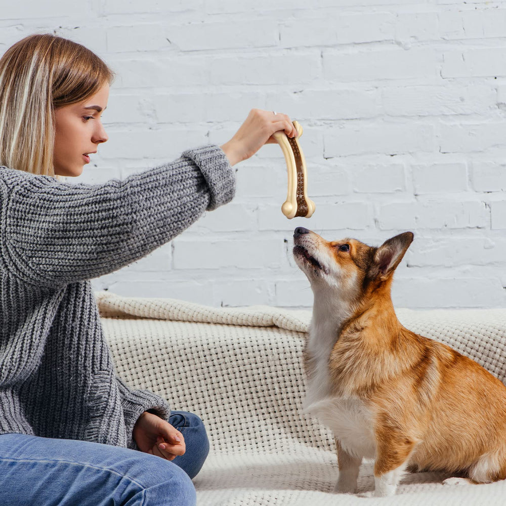 Sosation holiday gift-pack dog toy visual suggests a thoughtful treat for pets and owners.