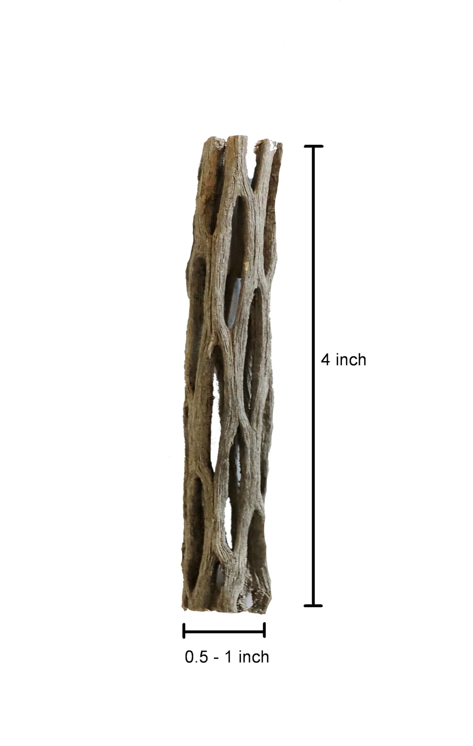 SoShrimp aquarium cholla wood scene with shrimp and fish demonstrates natural decor.