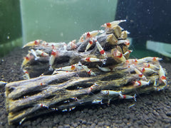 SoShrimp cholla wood aquarium detail highlights natural structure for molting and foraging.