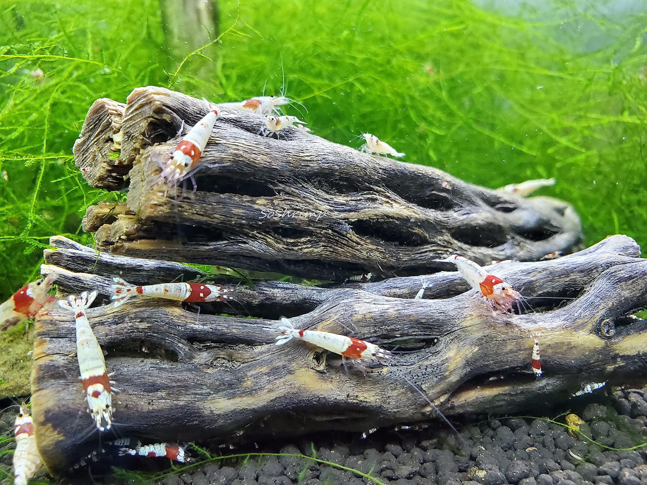 SoShrimp cholla wood installed in tank adds natural aesthetic.