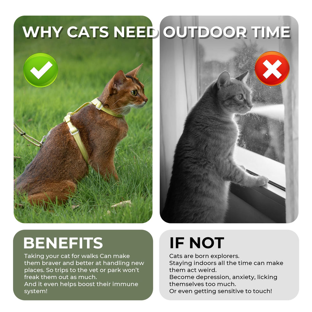 Sovarin cat wearing olive-green set during beach day.