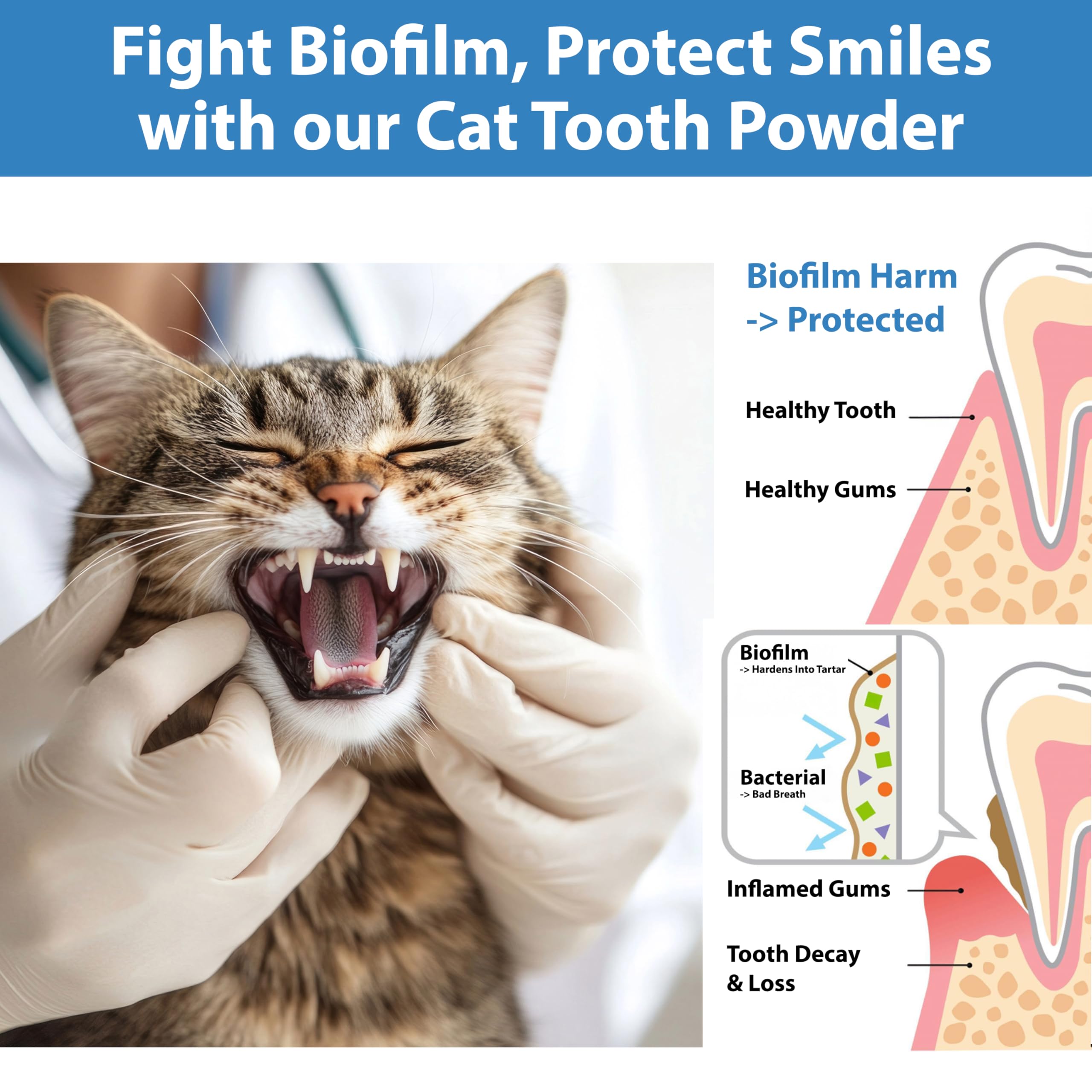 Spanielbuns Cat Dental Powder packaging close-up highlighting probiotic formula.