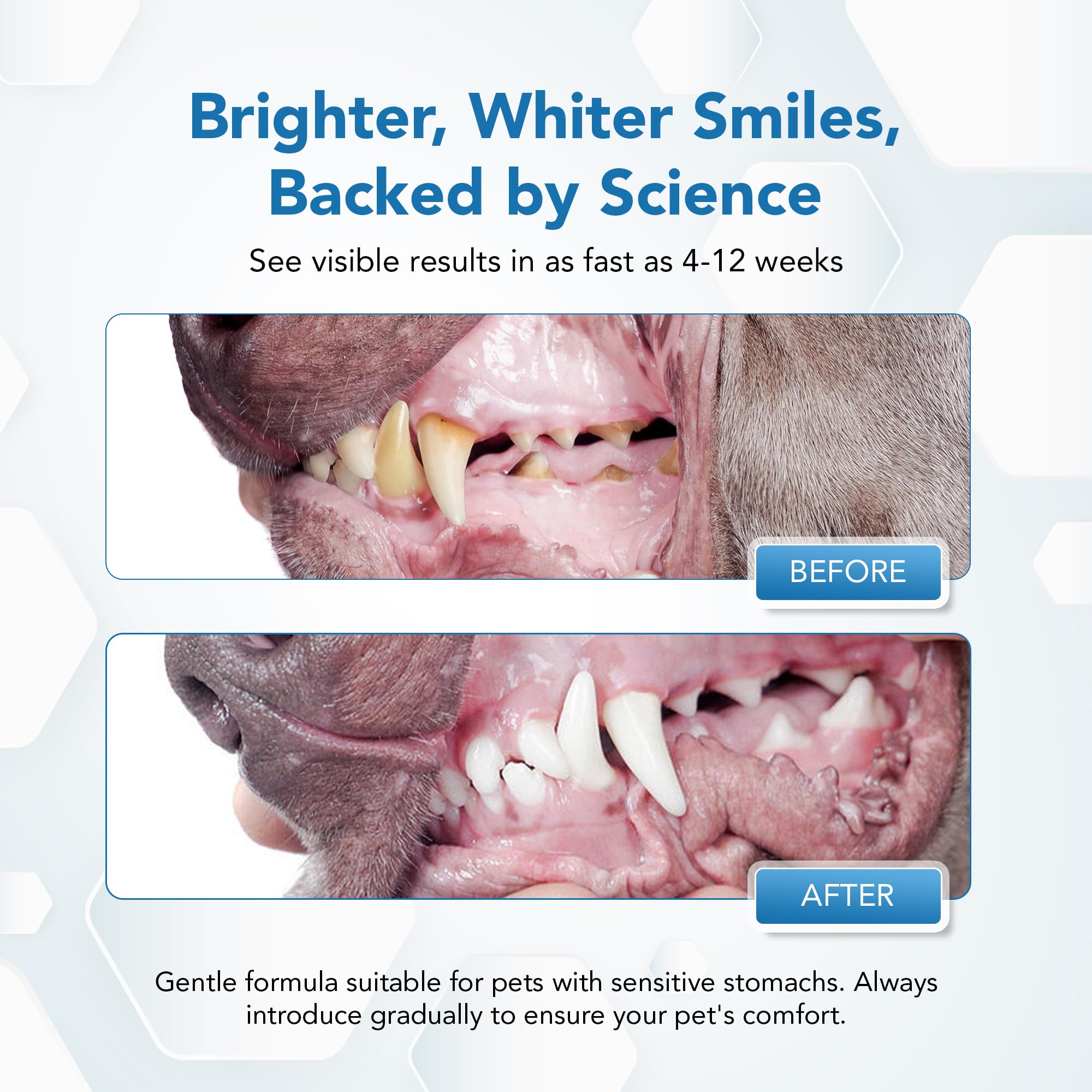 Spanielbuns dental powder ingredients kelp and probiotics for plaque control.