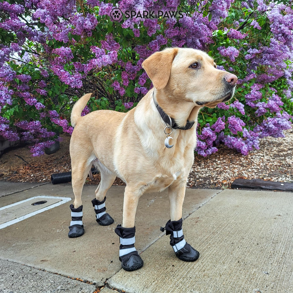 Spark Paws Dog Booties in Action demonstrate reliable paw protection on hikes.