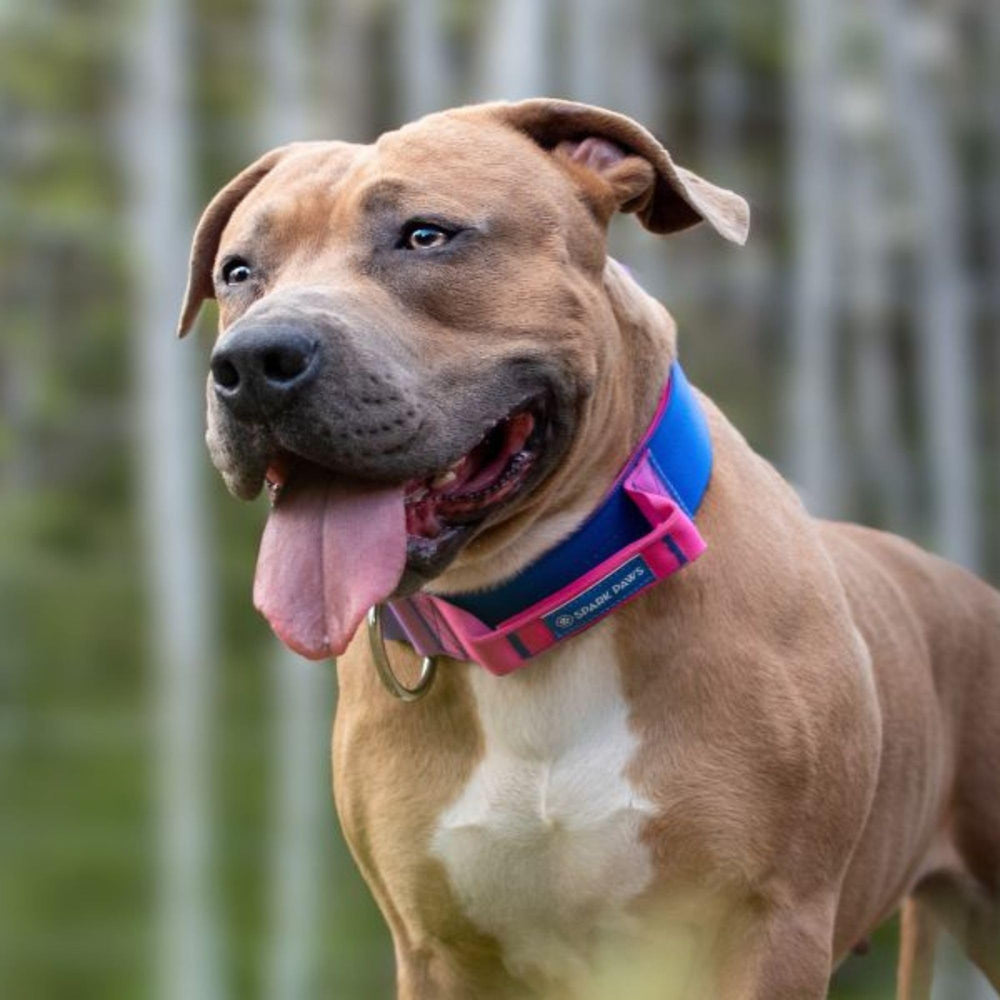 Spark Paws Tactical Collar in action enabling controlled handling during training and outdoor adventures.