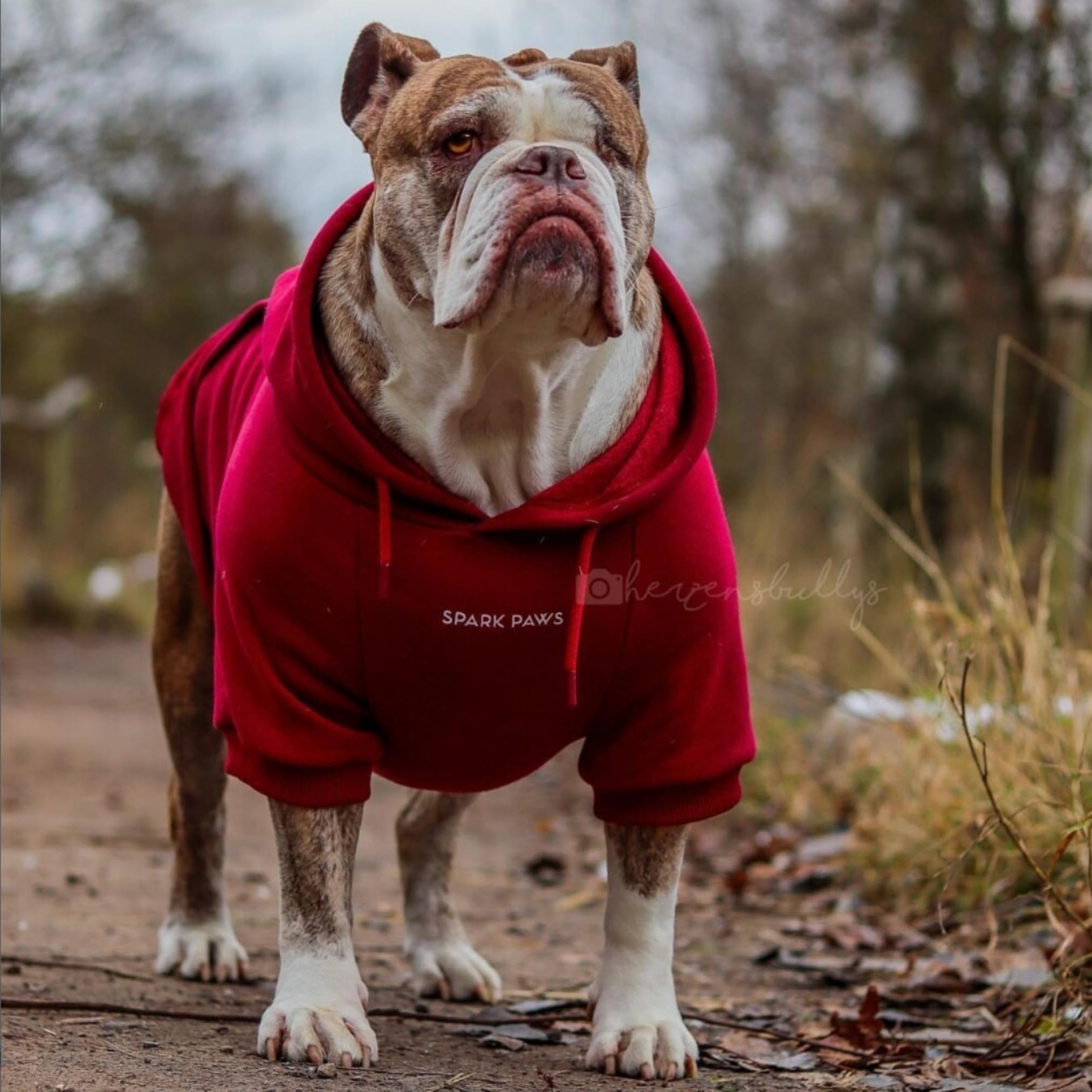 Spark Paws hoodie interior shot highlights calming fleece warmth.