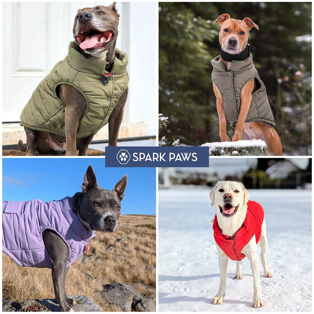 Spark Paws dog winter jacket on dog in snow proves versatile size range and tan style