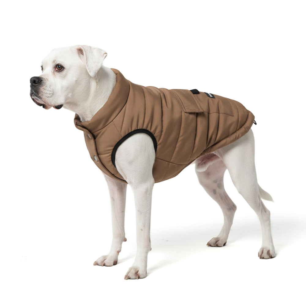 Spark Paws dog winter jacket on tan dog keeps warmth during cold walks