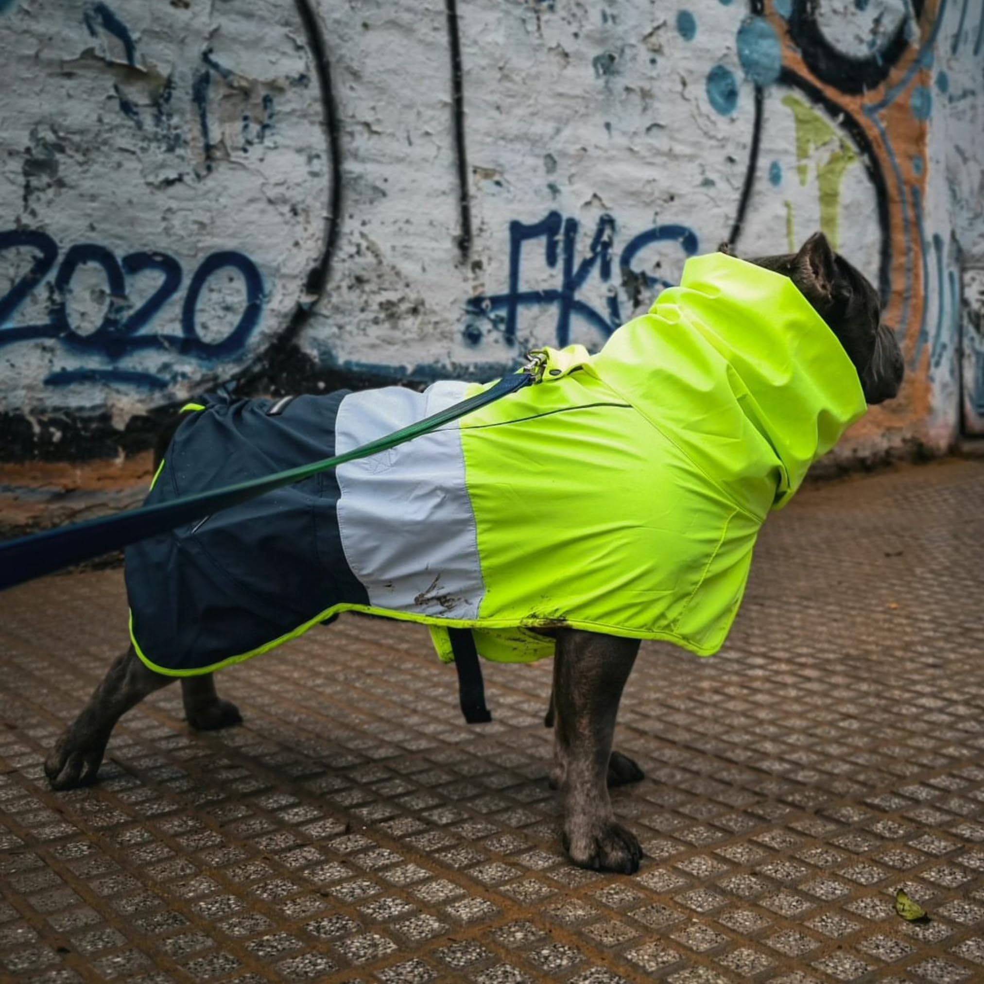 Spark Paws raincoat hind-leg toggle enables easy bathroom breaks.